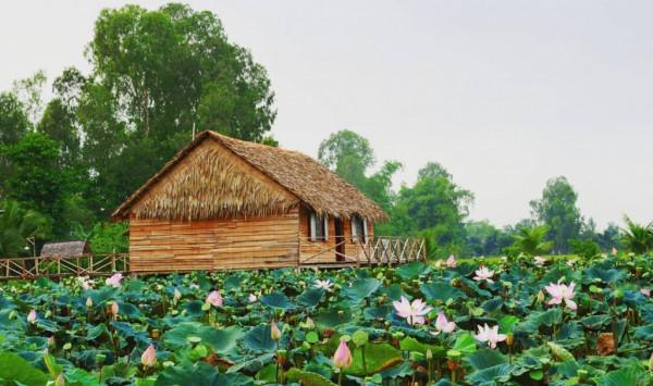Mùa sen Đồng Tháp có gì khác biệt1