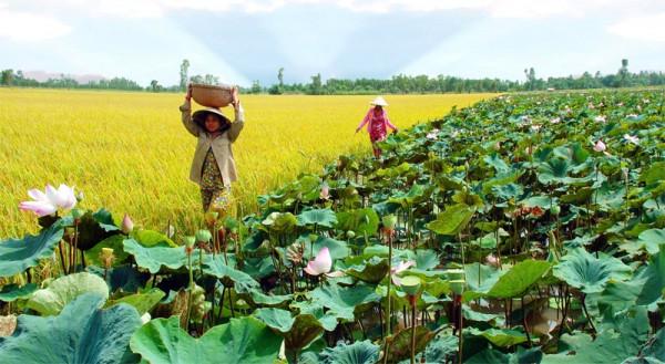 Mùa sen Đồng Tháp có gì khác biệt3