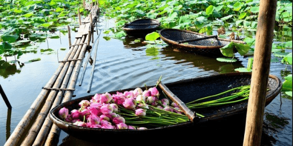 Mùa sen Đồng Tháp có gì khác biệt4