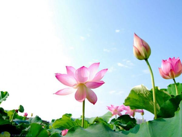 Mùa sen Đồng Tháp có gì khác biệt5