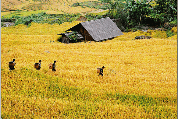 0207.si_ma_cai_lao_cai_diem_den_moi_trong_mua_he_nay_1