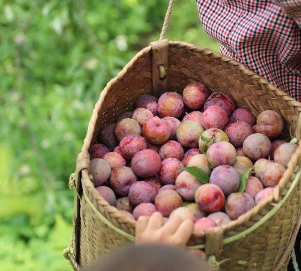 Săn vé máy bay giới thiệu mùa mận chín Mộc Châu