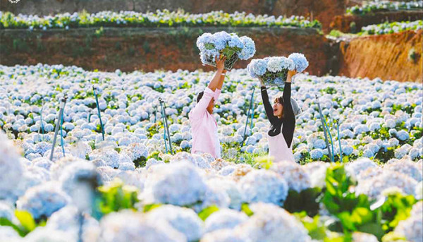 Vườn hoa Đà Lạt