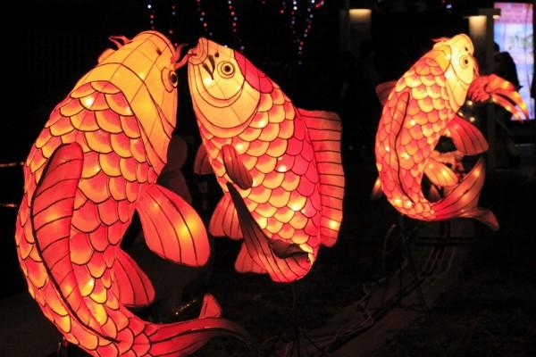 Những chiếc đèn lồng cá chép biển tượng cho sức mạnh của người đàn ông Nhật