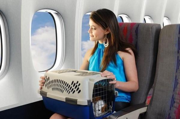 Thủ tục mang thú cưng lên máy bay