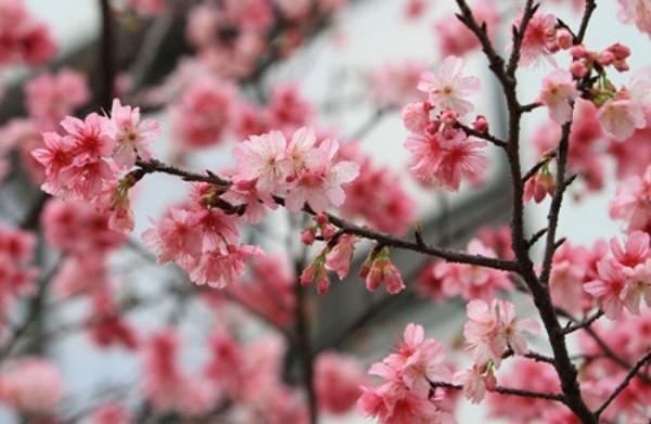 Hoa anh Đào Nhật Bản