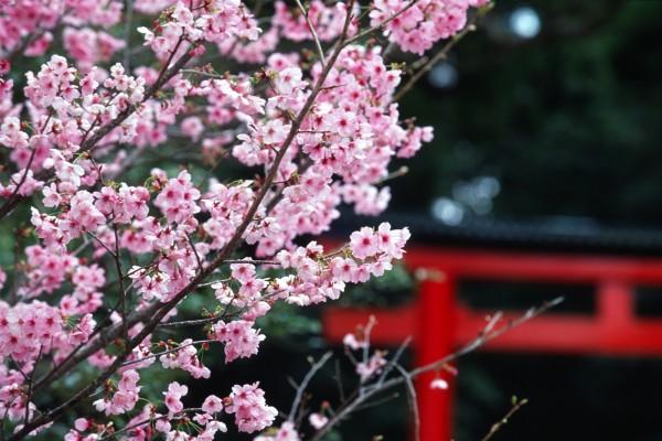 Lần đầu tổ chức Lễ hội hoa anh đào Nhật Bản tại Đà Nẵng