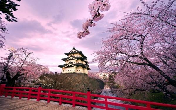 Thích thú với những hình ảnh tuyệt đẹp về hoa anh đào Nhật Bản