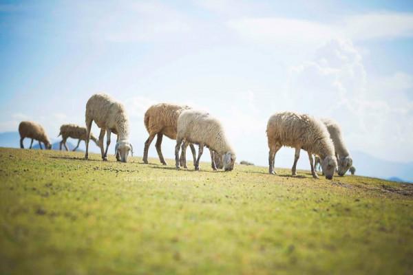 Đồng cừu An Hòa