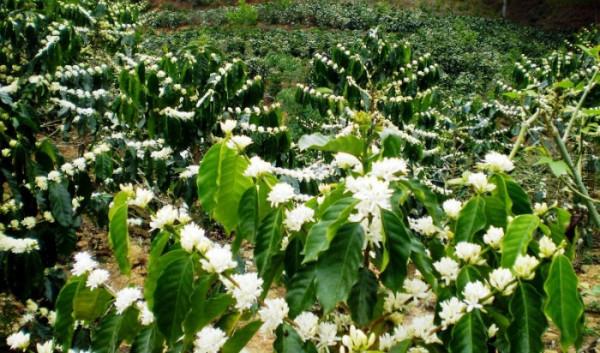 Những cánh rừng hoa cà phê trắng muốt