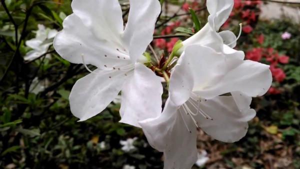Bông hoa đỗ quyên màu trắng