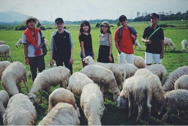 Đồng cừu suối Nghệ