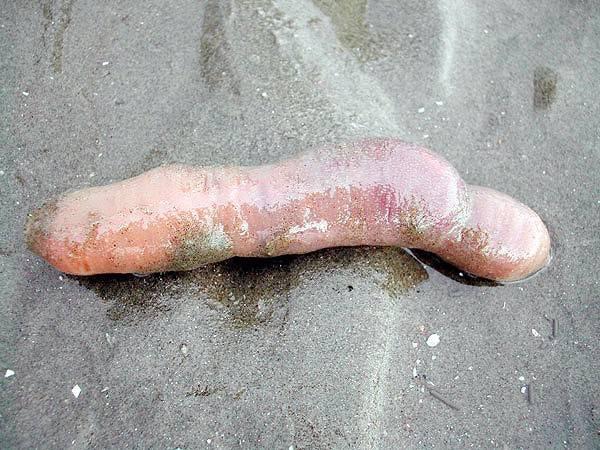 Môi trường sống của loài giun này lại là nơi cát biển chứ không phải đất