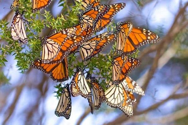 Công viên bướm & Vương quốc Côn trùng
