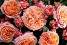 Những loại hoa hồng đẹp nhất Thế giới