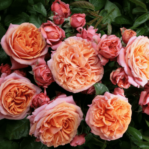 Hoa hồng David Austin