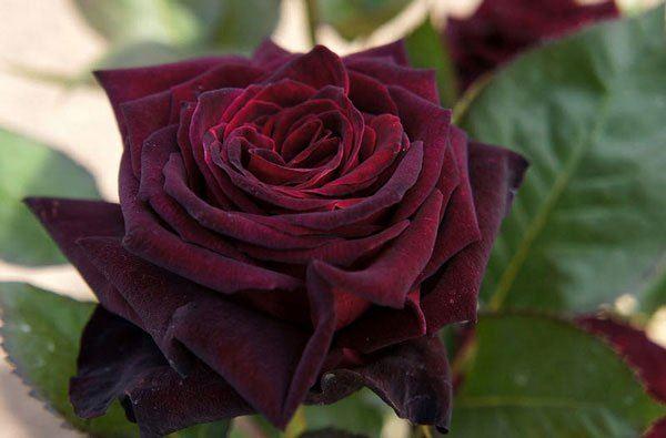 Hoa hồng Joseph’s Coat