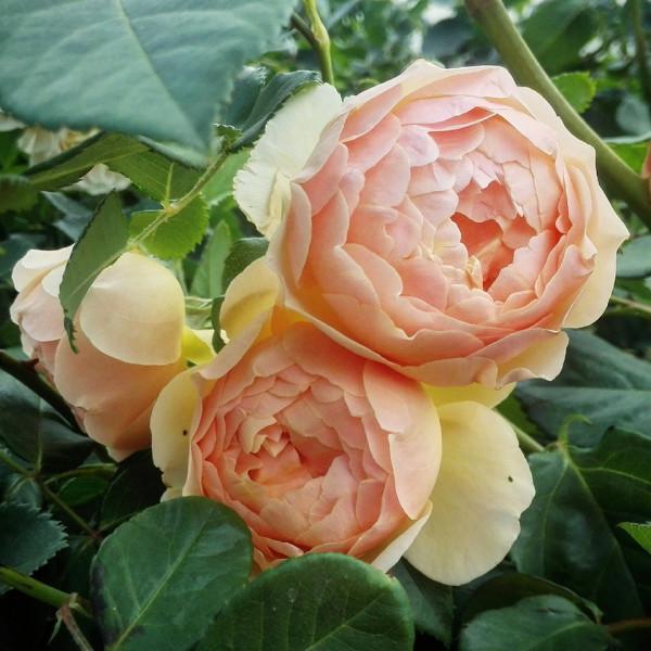 Hoa hồng Ngọc Thi (Garden rose Piano)