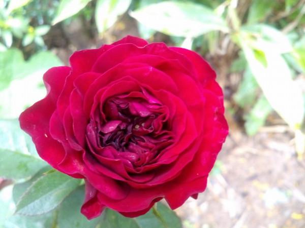Hoa hồng leo Mộng Thi (Monalisa Rose)