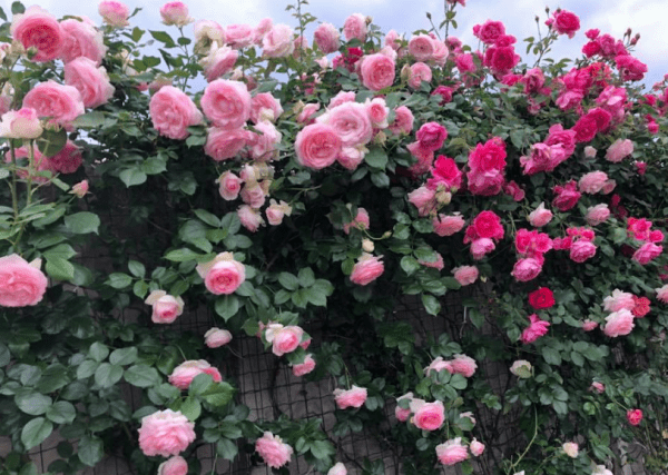 Hoa hồng leo Mộng Vy (Red Eden Rose)