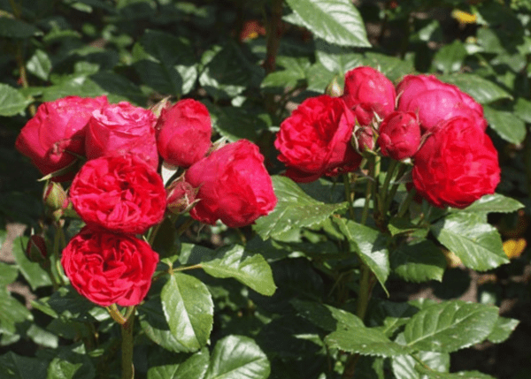 Hoa hồng leo Ái Hồng (Red Cabbage Rose)
