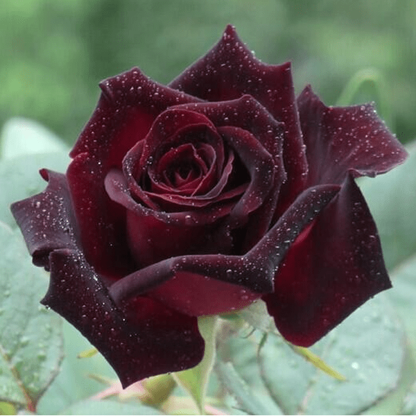 Hoa hồng đen Baccara