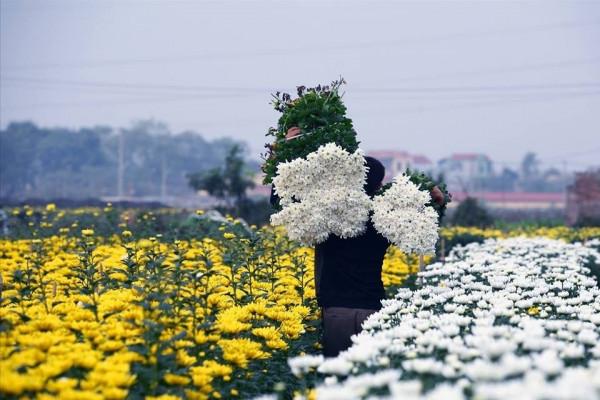 Làng hoa mê linh