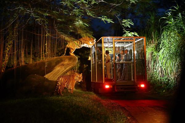 Night Safari