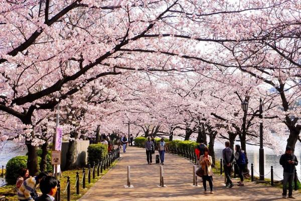Thủ đô Tokyo với nhiều công viên ngắm hoa anh đào đẹp nhất nước Nhật