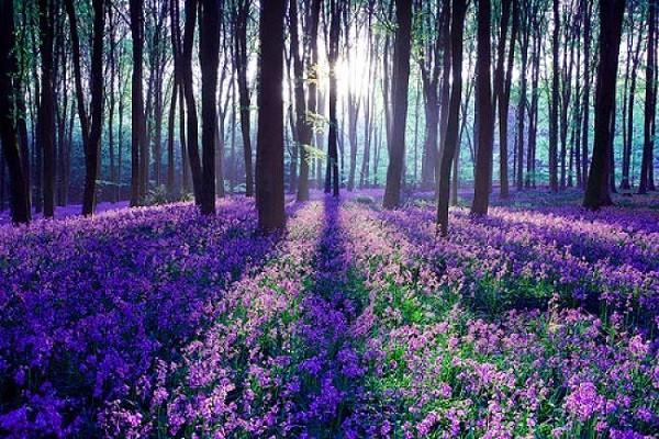 Cánh rừng hoa chuông xanh ở Dean, Anh.
