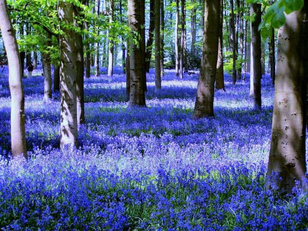 Cánh rừng hoa chuông xanh ở Dean, Anh.1