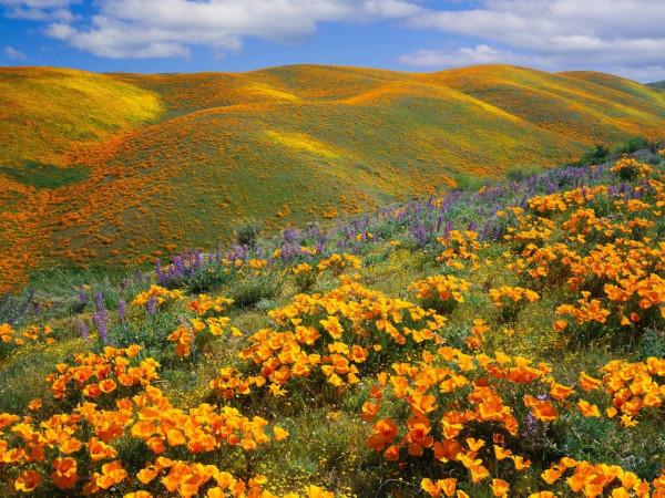Hoa anh túc vàng ở thung lũng Antelopey, California.