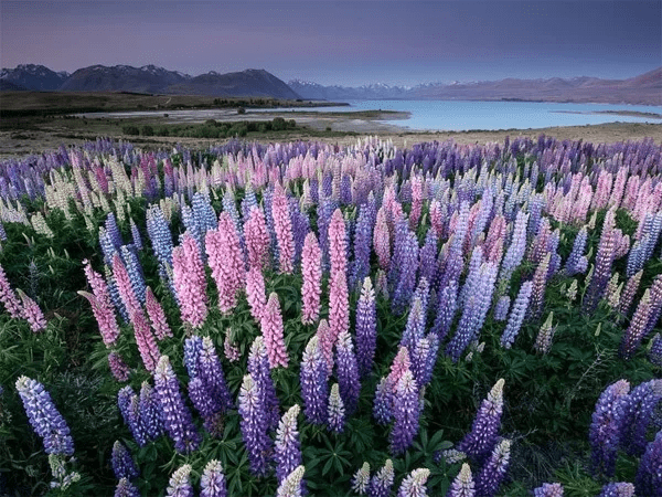 Hoa lupin ở hồ Tekapo, New Zealand