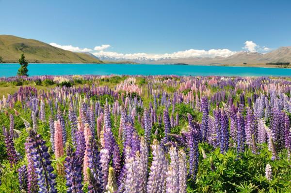 Hoa lupin ở hồ Tekapo, New Zealand1