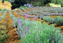 Check in ngay những cánh đồng hoa lavender Đà Lạt