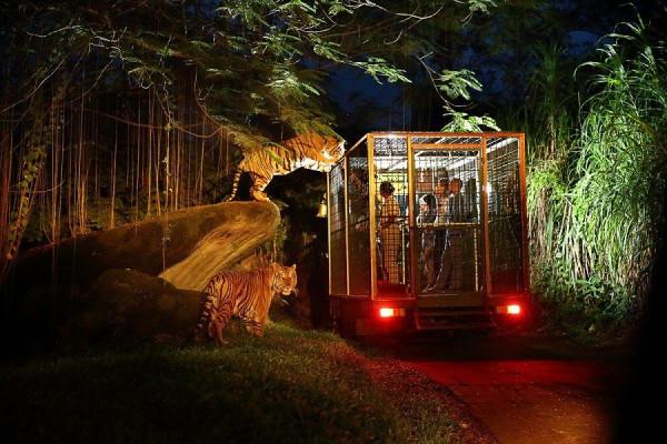  Night Safari1