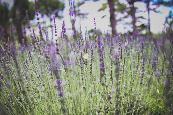 lavender ở thung lũng tình yêu