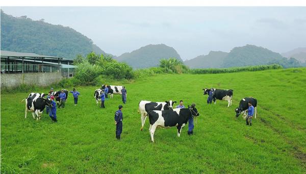 Trang trại bò sữa Mộc Châu