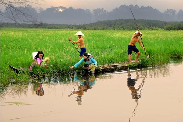 thu hoạch lúa trời hay còn gọi là lúa ma