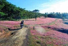 Lụi tim trước đồng cỏ hồng siêu đẹp trên phố núi Đà Lạt