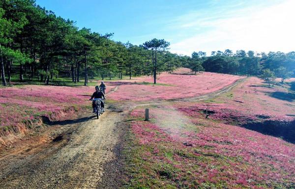 đồng cỏ hồng siêu đẹp trên phố núi Đà Lạt1