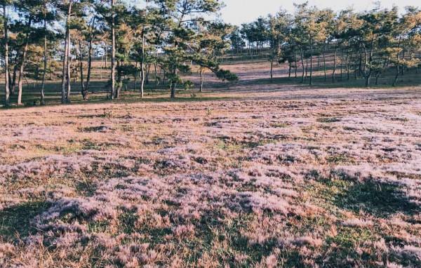 đồng cỏ hồng siêu đẹp trên phố núi Đà Lạt5