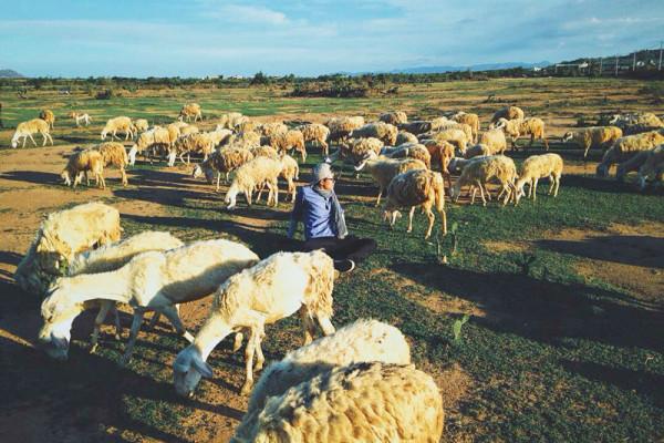 Đồng cừu An Hòa