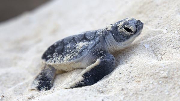 New born sea turtle coming out from nest
