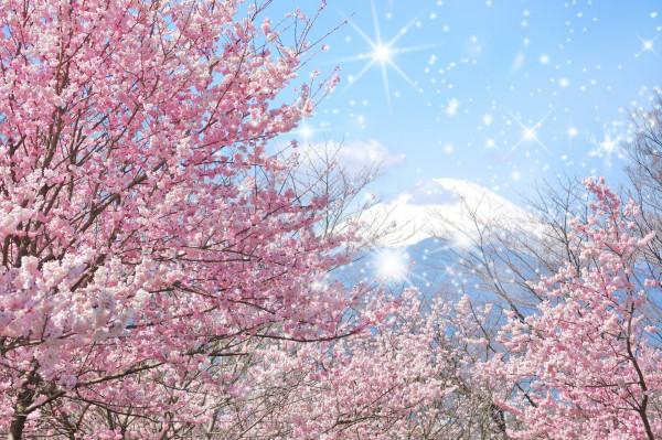 mùa hoa anh đào Sakura