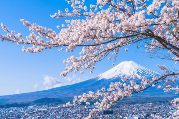 mùa hoa anh đào Sakura2