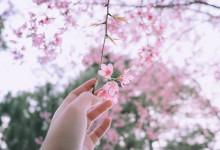 Vé máy bay giá rẻ chiêm ngưỡng mùa hoa anh đào Sakura