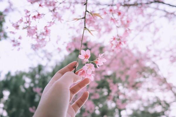 Vé máy bay giá rẻ chiêm ngưỡng mùa hoa anh đào Sakura