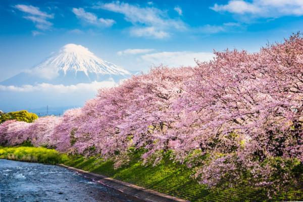 mùa hoa anh đào Sakura5