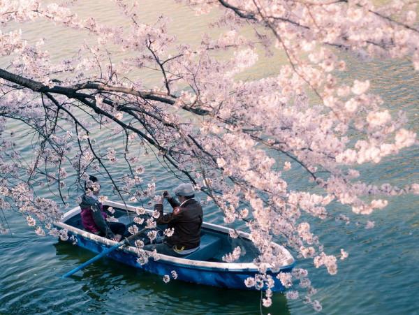 mùa hoa anh đào Sakura6